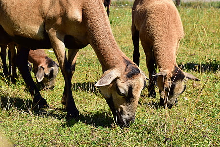 kambing, hewan, alam, pedesaan, ternak ruminansia, nakal, kawanan
