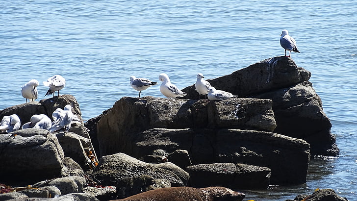 mar, gaviotas, animales