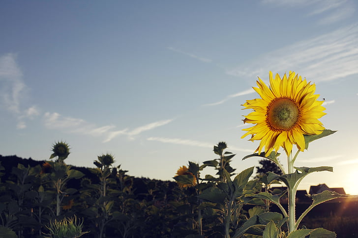 Sun flower, slunečnicová pole, léto, žlutá, květ, Příroda, krajina