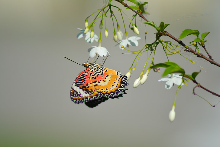 farfalla, Thailandia, farfalle, Colore, natura, bug