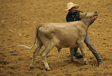 Rodeo, řídit, wrestling, kovboj, kráva, aréna, konkurence