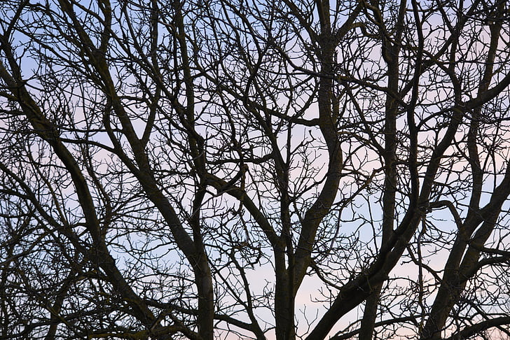 branches, air, tree, background