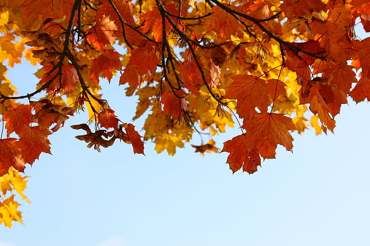 Outono, folhas, brilhante, herbstimpression, colorido, época do ano, natureza