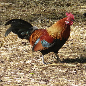 hahn, gockel, farm, animal, poultry, male fowl, livestock