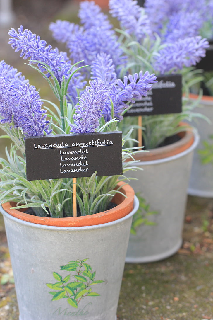 lavender, flower, herb, natural, plant, purple, floral