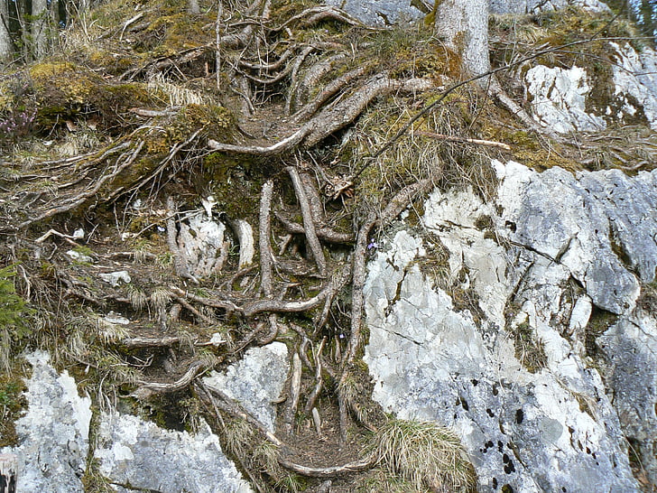 root, tree roots, rooted, magic forest, hintersee, ramsau