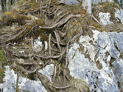 raíz, raíces de los árboles, sus raíces, bosque mágico, Hintersee, Ramsau