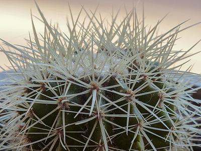thistly, netelige, Cactus, plant, woestijn, natuur, Close-up