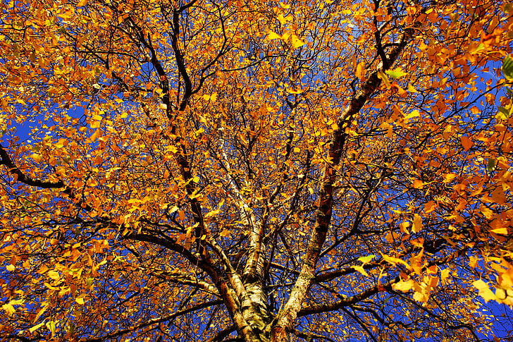 pohon, Birch, akhir musim gugur, alam, log, estetika, kulit