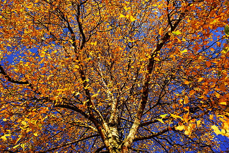 træ, Birk, sent efterår, natur, Log, æstetiske, bark