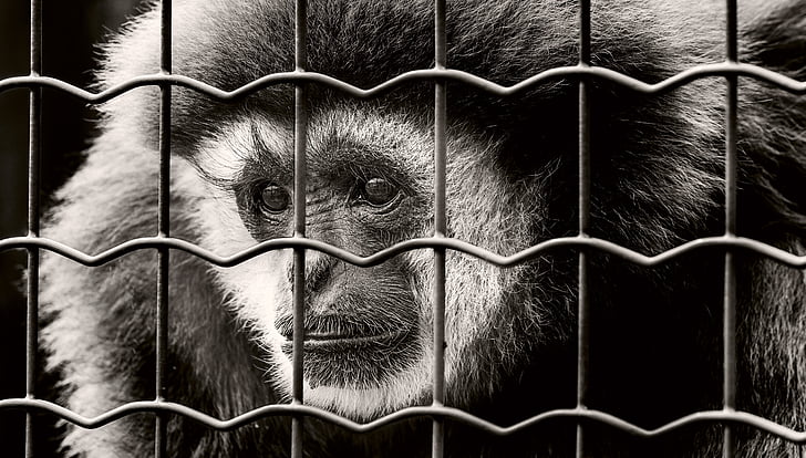 apina, vankeudessa, Surullinen, vangittu, luontokuvaukseen, vankila, Zoo
