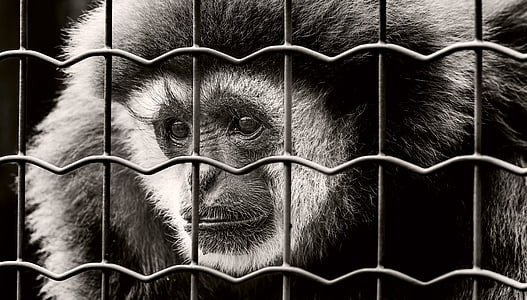 маймуна, плен, Тъжен, в затвора, дива природа фотография, затвор, Зоологическа градина