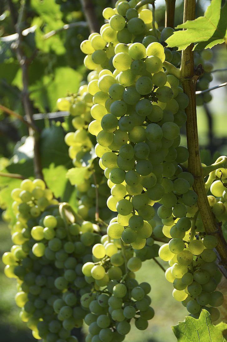 vino, Grapevine, vid, uvas, viñedos de, vides, uva