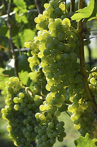 vin, Grapevine, vigne, raisins, vignobles, vignes, raisin