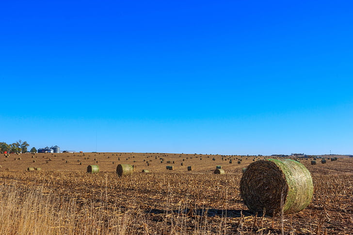 hay, field, hay bales
