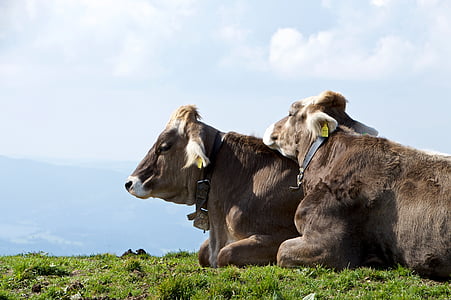 cows, cow, alm, together, rest, hike, mountains