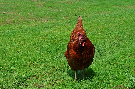 domestic hen, bird, egg, eggs, domestic fowl, pen, comb