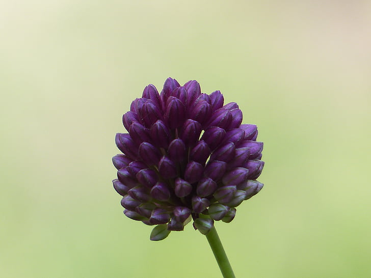 sphaerocephalon, flores de puerro, flor, floración, flor, púrpura, Allium sphaerocephalon