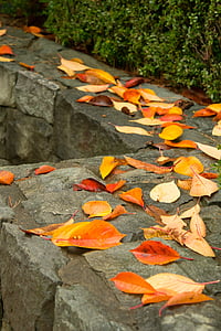 otoño, hojas de otoño, amarillo, memoria