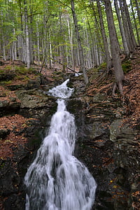 trees, forest, stream, water, flowing, tree, stony