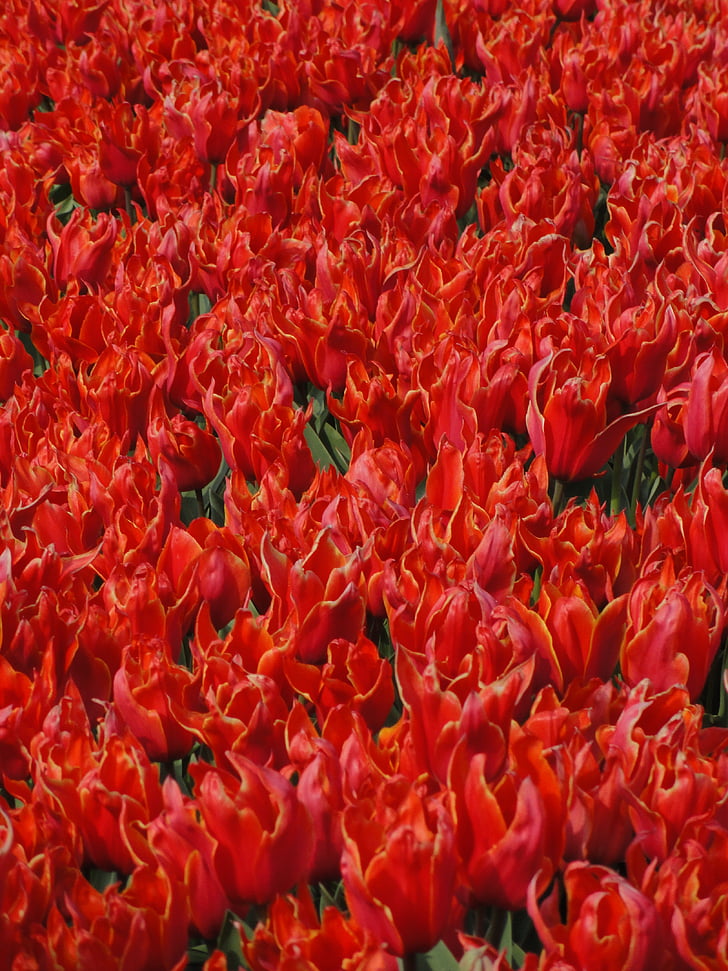 flowers, tulips, red, floral, mass, field, bloom