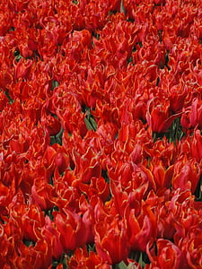 flores, tulipas, vermelho, floral, massa, campo, flor