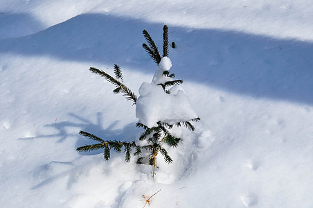 сніг, Ялина, дерево, взимку, холодної, вічнозелених, сильний снігопад