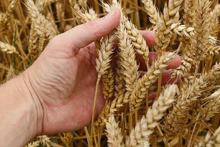 pšenica, zrno, plodiny, chlieb, úroda, poľnohospodárstvo, semená