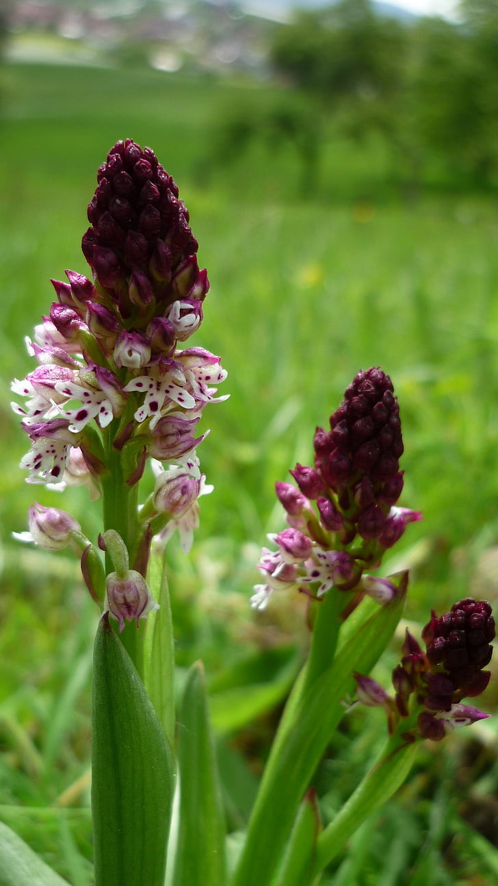 Marke jungen Kraut, deutschen Orchideen, in der Nähe, berichtet, nur selten, kleine Blumen, geschützt