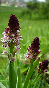 Značka chlapci bylina, německé orchidejí, Zavřít, hlášené, jen zřídka, malé květy, chráněný