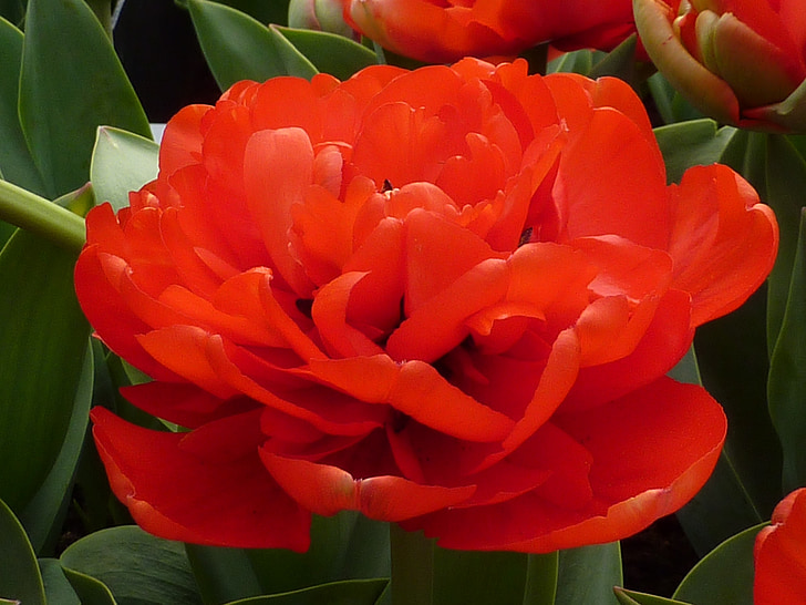 fleur, tulipe rouge, Miranda, fleur double