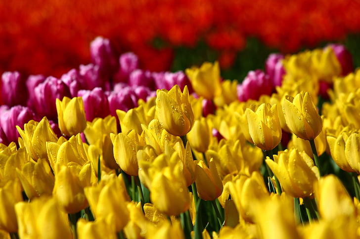 Tulip samling, tulipaner, Tulip festival, våren konya, Tulip, natur, blomst