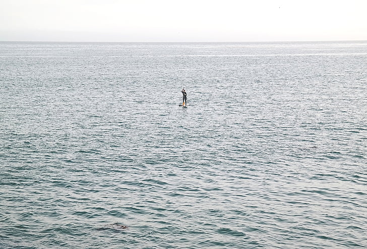 person, showing, sea, water, paddle, one animal, nature