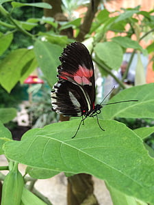 kupu-kupu, merah, hitam, alam, bicolor, serangga, hewan