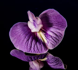 small flower, flower, violet, purple, close