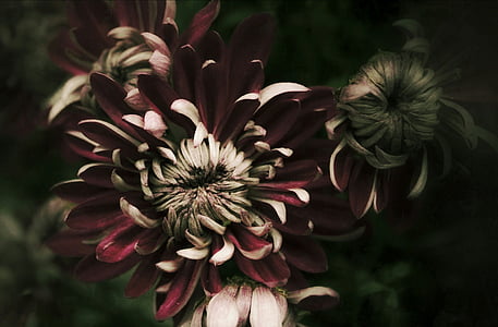 chrysanthemum, autumn, violet, dark, macro, flora, flower