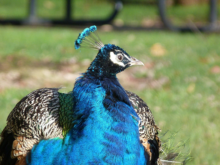 påfugl, blå peacock, iriserende, dyr, fuglen, blå, natur