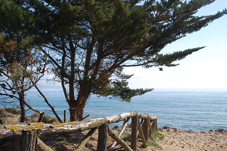 side, landscape, beach, pine, sea, nature, coastline