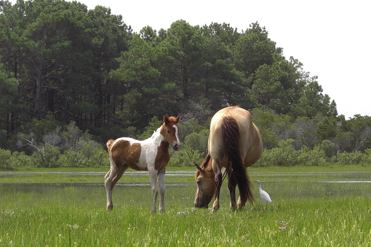 divocí poníci, pasoucí se, Mare, hříbě, poníci, Chincoteague island, Virginia