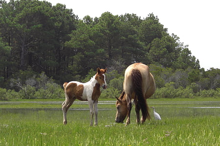 caballos salvajes, de pastoreo, Mare, Potro, ponis, Isla de Chincoteague, Virginia