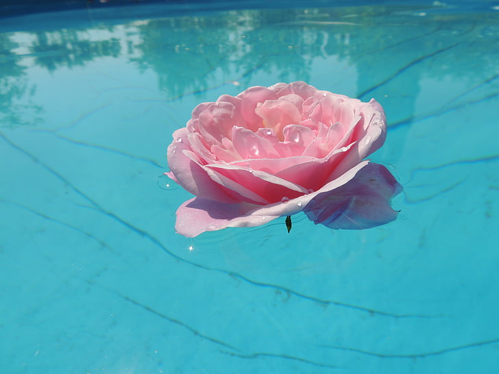 rose, water, pink, blue, reflection, dom, nature