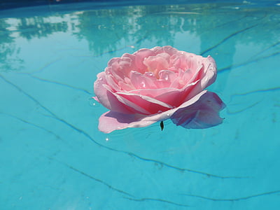 ruža, vode, roza, plava, odraz, dom, priroda