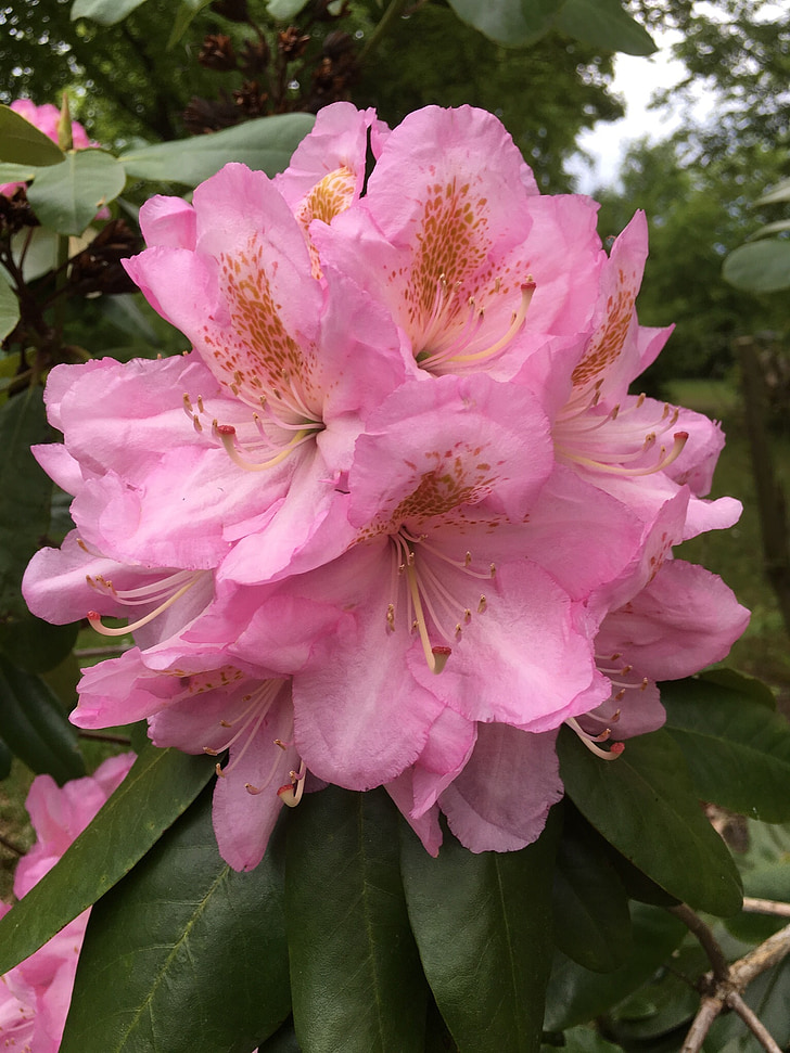 Rosa Blumen, Floral, Natur