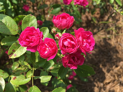 flor, Rosa, Rosa en miniatura, jardí