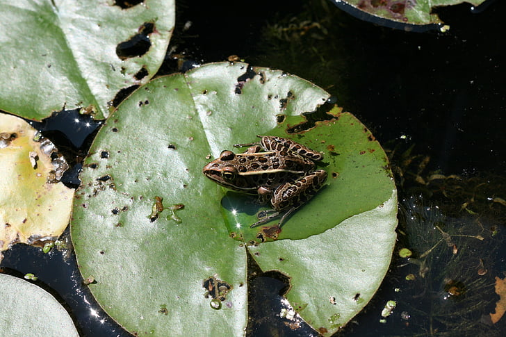 ếch, động vật lưỡng cư, Lily pad, pad, đầm lầy, water lily