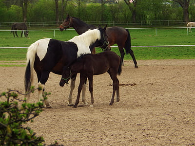goujon, Janow podlaski, cheval arabe