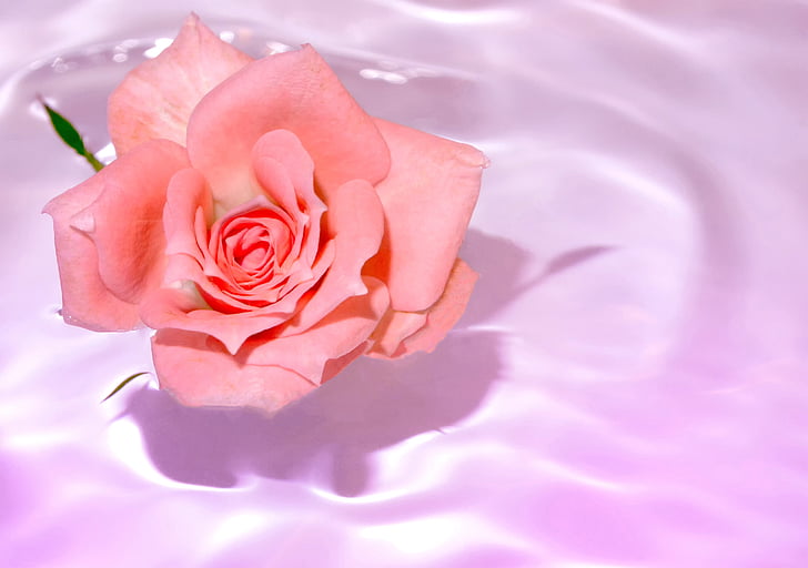 Rosa, bloem, water, echtgenoten, liefde, natuur, steeg