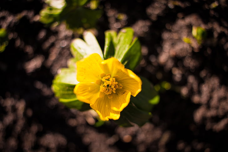 Пролетно цвете, жълто, Грийн, кафяв, почвата, мъгла, растителна