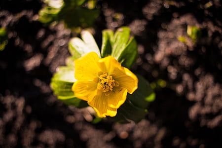 Pavasario gėlė, geltona, žalia, rudos spalvos, dirvožemio, užtamsinti, augalų