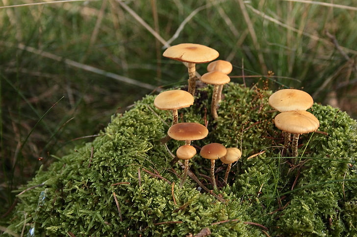 mushrooms, moss, forest, moist, autumn, nature, green